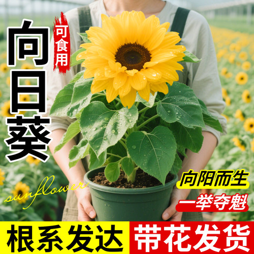 向日葵盆栽鲜花可食用特大号活苗高考一举夺魁中考金榜题名绿植物