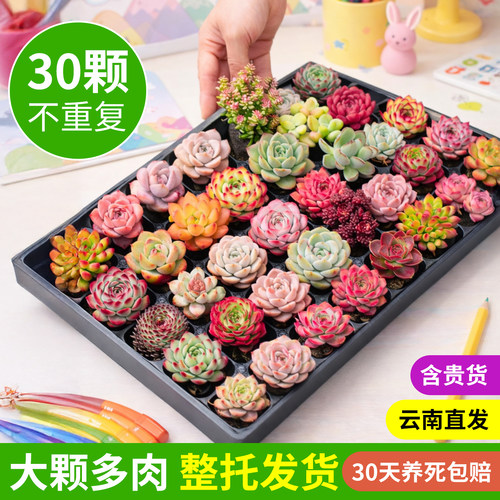 多肉植物套餐室内组合小盆栽
