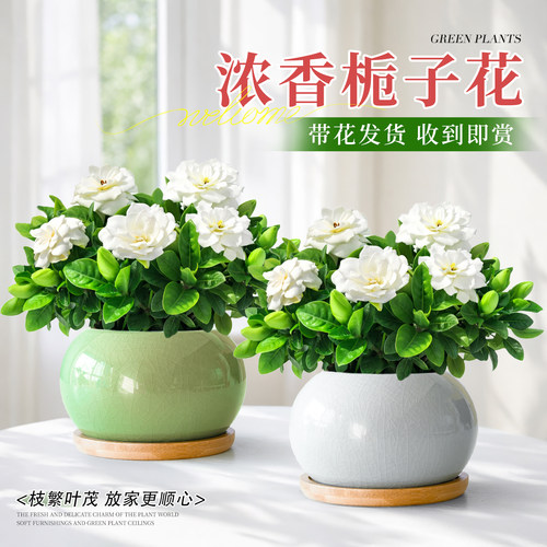 栀子花盆栽带花苞室内花卉绿植物树苗客厅办公室桌面盆景四季好养