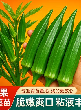 水果秋葵苗秧黄红种孑籽带
