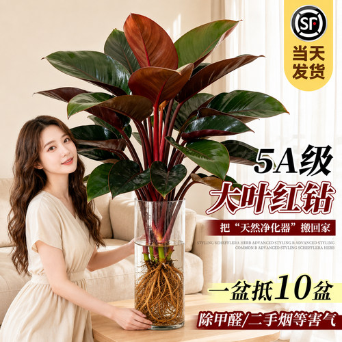 水培植物大叶红钻室内客厅绿植