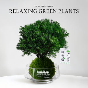 放青松绿植雾凇盆栽水培植物室内好养办公室桌面盆景放轻松小摆件