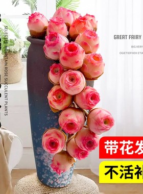 山地玫瑰多肉植物盆栽名贵精选水蜜桃花卉绿植阳台室内大颗紫玫瑰