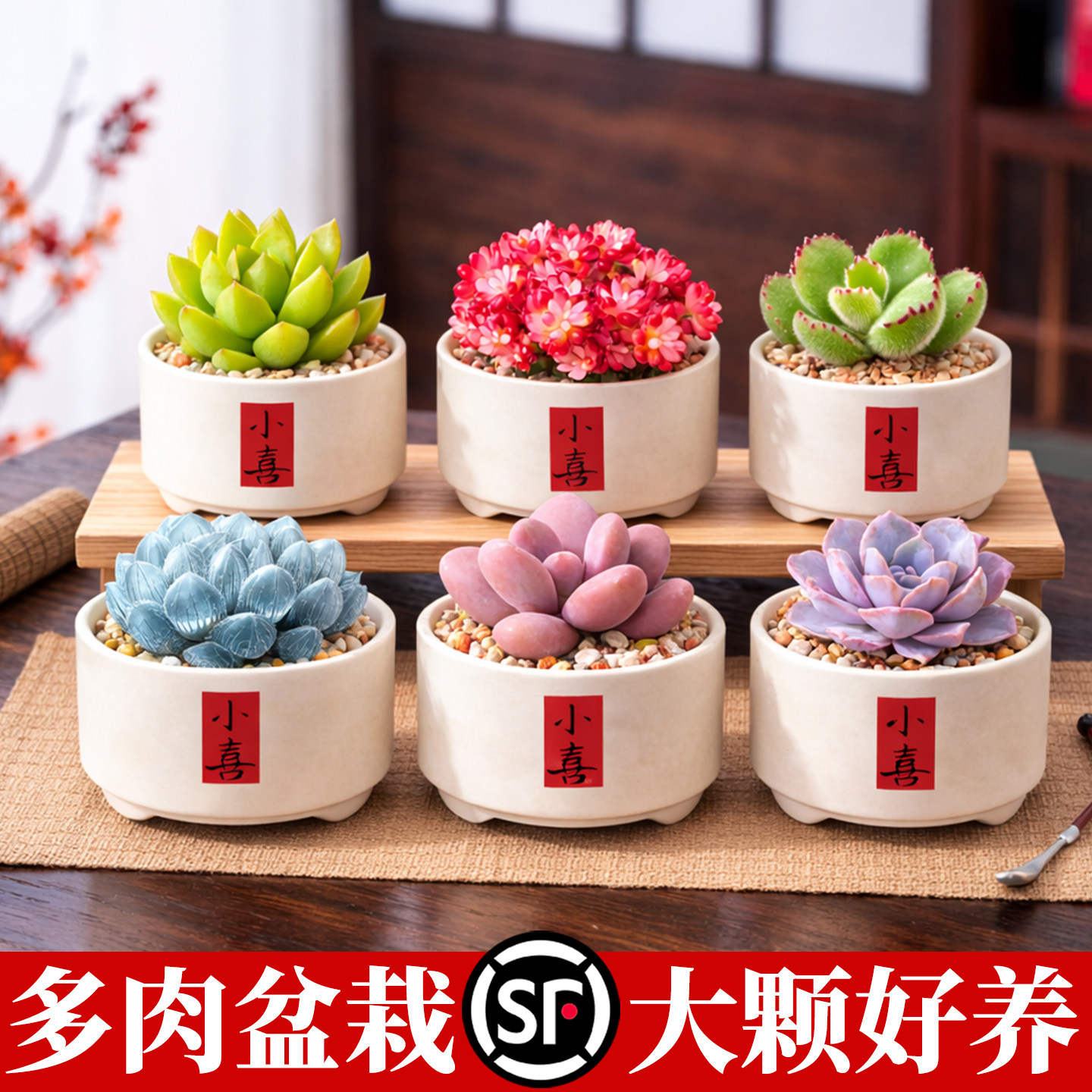 多肉植物组合小盆栽蓝镜玉露桃蛋老桩仙人球掌科办公室内绿植花卉