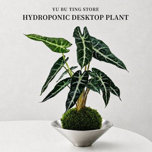 小仙女海芋水培植物办公室绿植