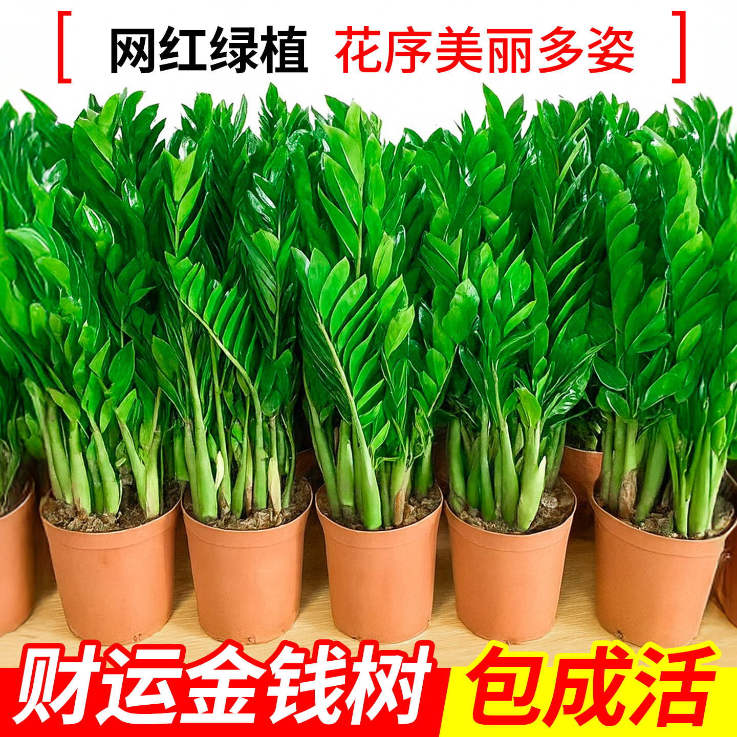 金钱树盆栽植物室内大盆