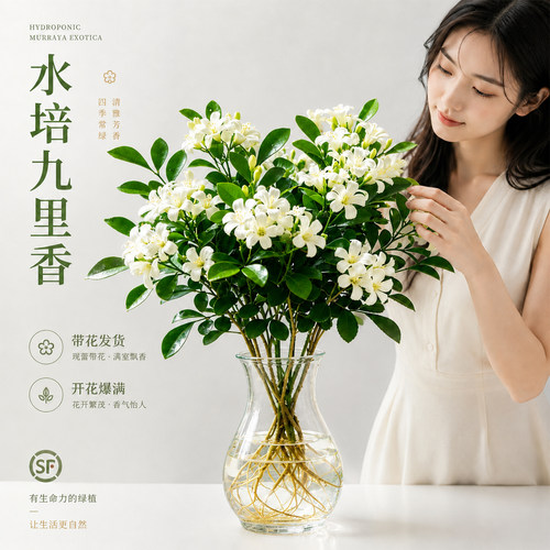 水培植物九里香盆栽桌面驱蚊
