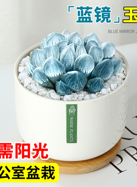 蓝镜玉露高端蓝色翡翠多肉植物办公室内小盆栽大颗好养活稀有品种