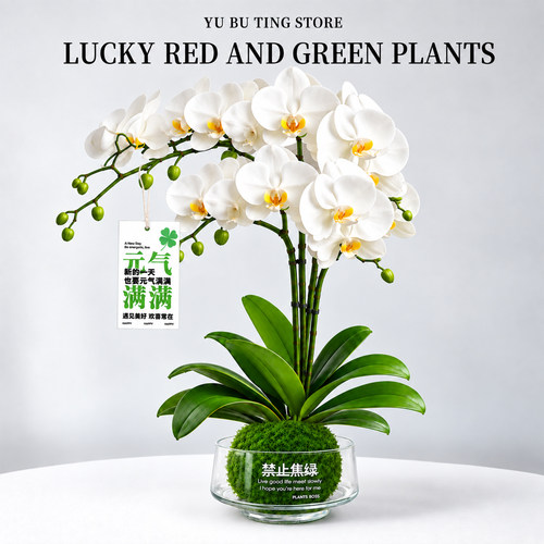 蝴蝶兰带花水培植物室内好养花卉绿植四季盆栽办公室桌面水养盆景