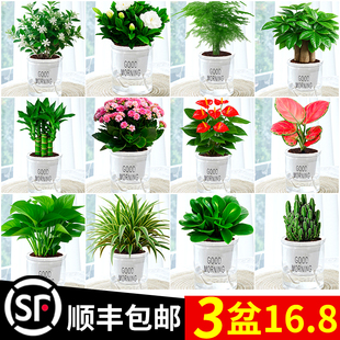 绿萝水培植物绿植小盆栽发财树文竹办公室室内桌面好养绿箩幼儿园