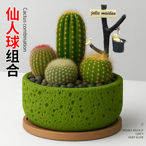仙人掌科仙人球盆栽组合