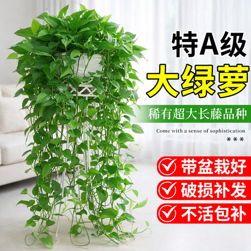 超大绿箩长藤净化空气植物