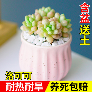 洛可可多头多肉植物组合室内盆栽陶瓷花盆带土老桩高端懒人好养活