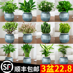 绿萝水培植物发财树绿植办公室内桌面花卉小盆栽客厅绿箩净化空气
