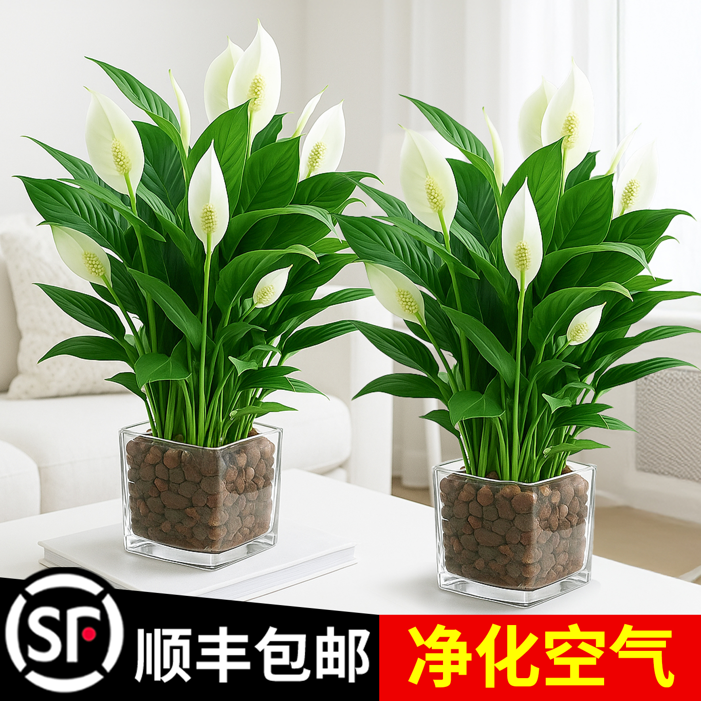 白掌绿植鸿运当头小盆栽