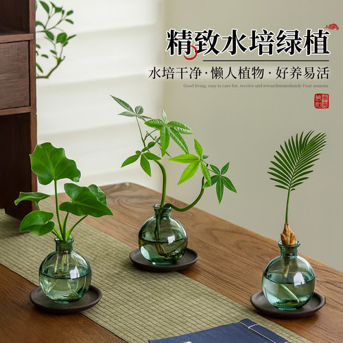 发财树水培植物小盼菩提禅意绿植