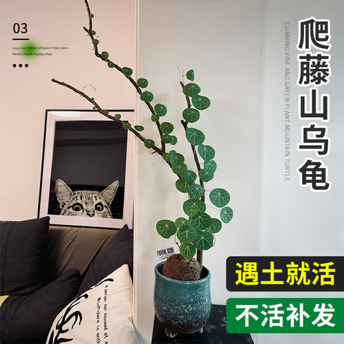 山乌龟爬藤植物红藤绿藤盆栽阳台圆叶庭院花园爬山虎多肉花卉好养