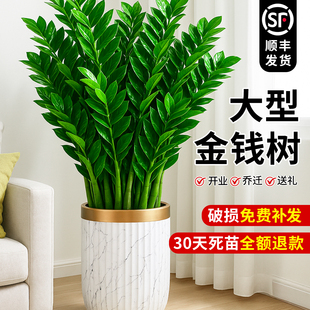 金钱树客厅大花盆大型绿植高级感客厅招财旺发财办公室内花卉盆栽