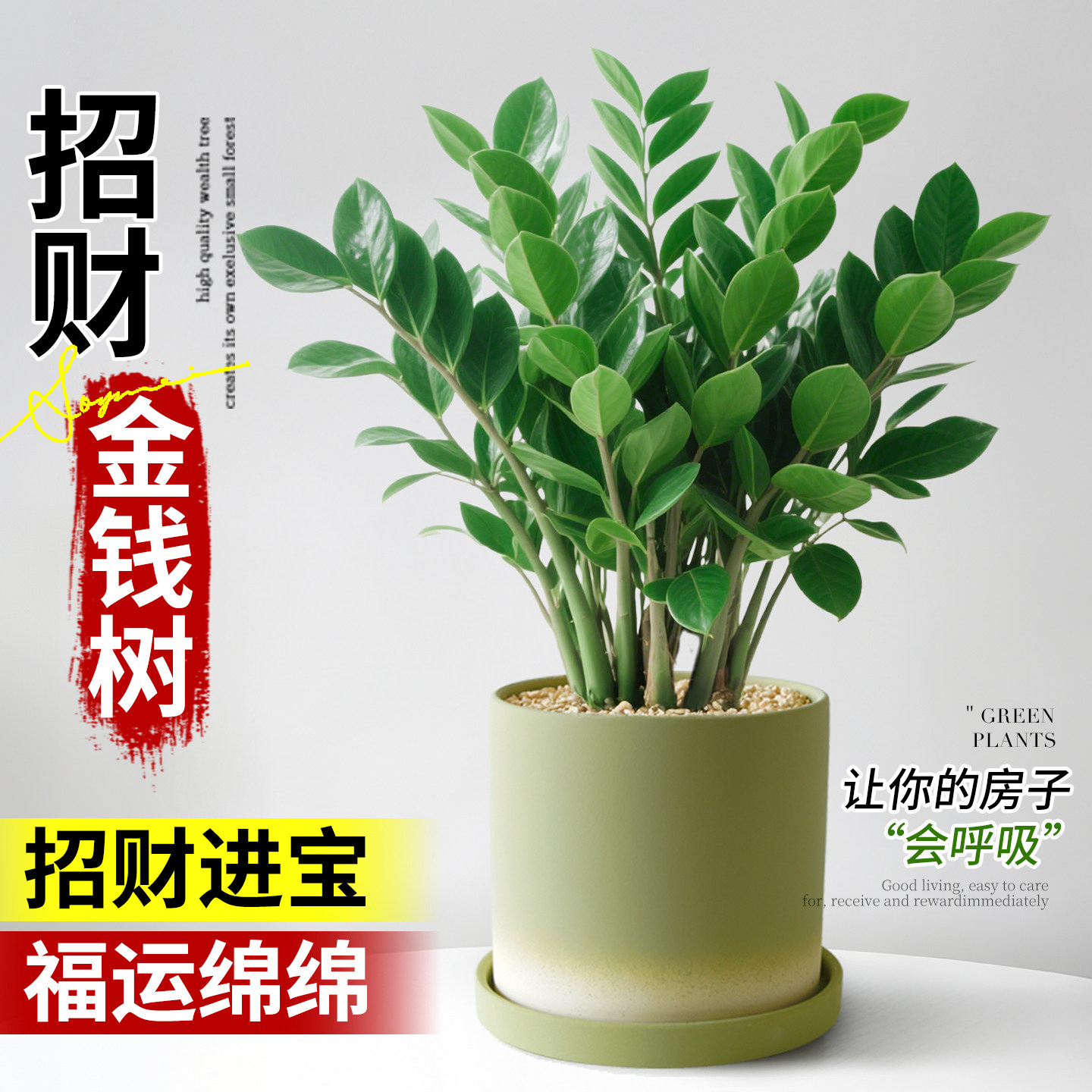 金钱树植物盆栽办公室内客厅发财树净化空气新手好养招财四季常青,鲜花速递/花卉仿真/绿植园艺,绿植,淘宝优惠券,粉丝福利购,淘宝优惠卷