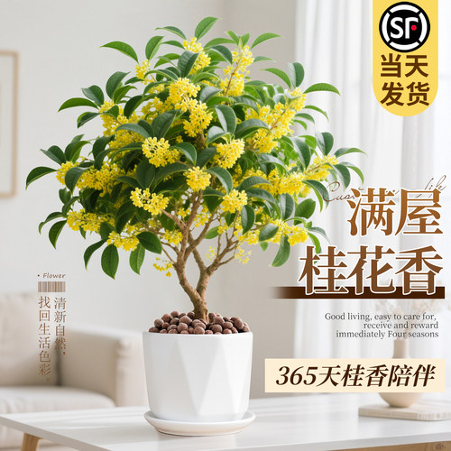 四季桂花盆栽金桂浓香型花卉绿植物室内客厅阳台桂花树苗老桩好养