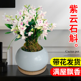 好养客厅阳台办公室工位桌面旺宅植物 石斛兰花卉绿植室内盆栽四季