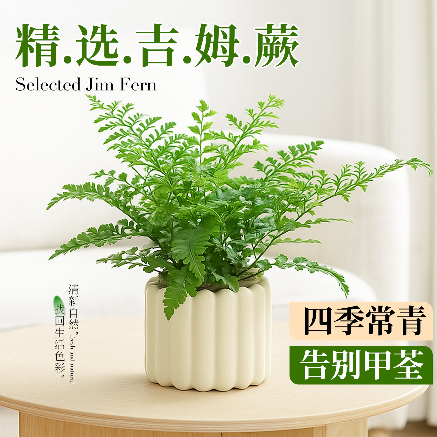 吉姆蕨盆栽蕨类植物懒人室内造景办公室电视柜旁边绿植好养活四季