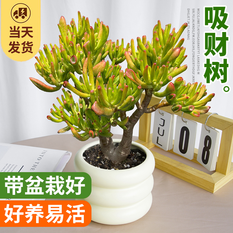 吸财树老桩多肉植物室内小盆栽发财树绿植办公室阳台旺财大颗好养