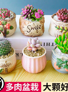多肉植物组合室内小盆栽玉露桃蛋老桩仙人球绿植幼儿园仙人掌DIY