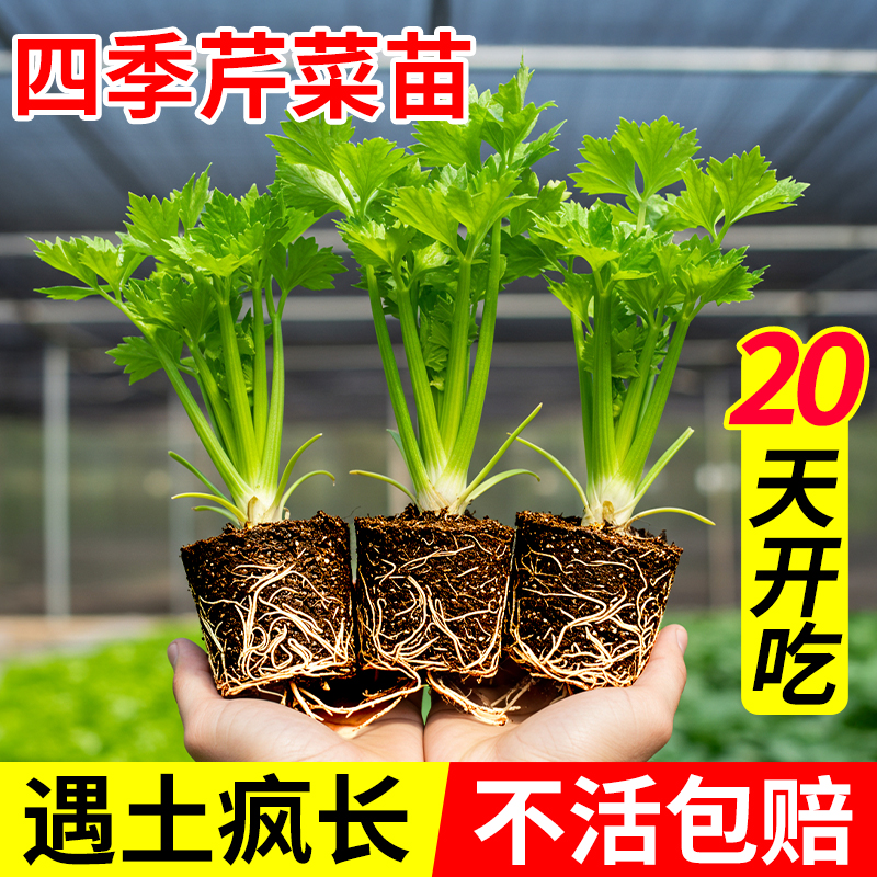 芹菜苗秧本地当季高产寿光基地农家适合阳台种植的蔬菜苗植物盆栽