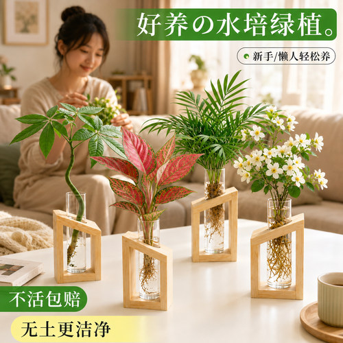 水培植物桌面小盆景无土花卉