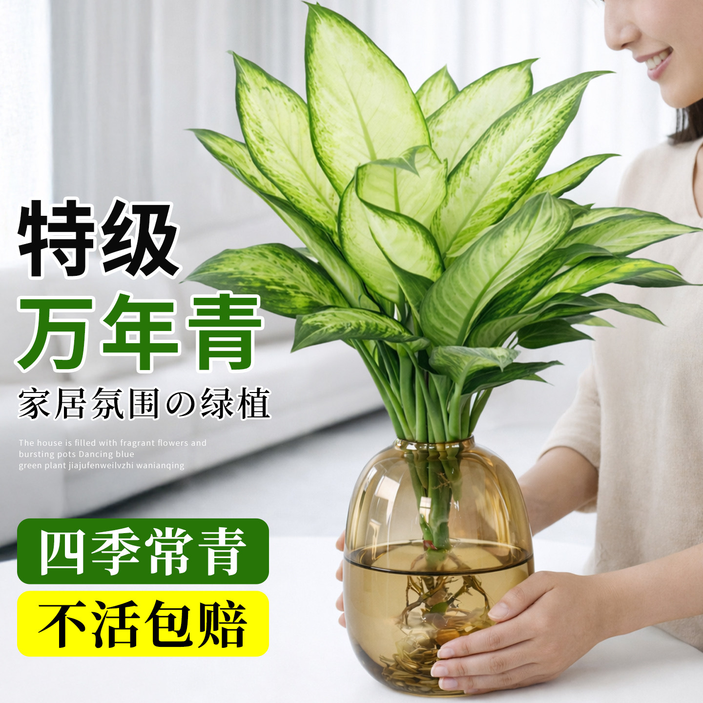 玛丽安水培植物万年青好养盆栽室内富贵竹办公室客厅花卉净化空气 - 实物图