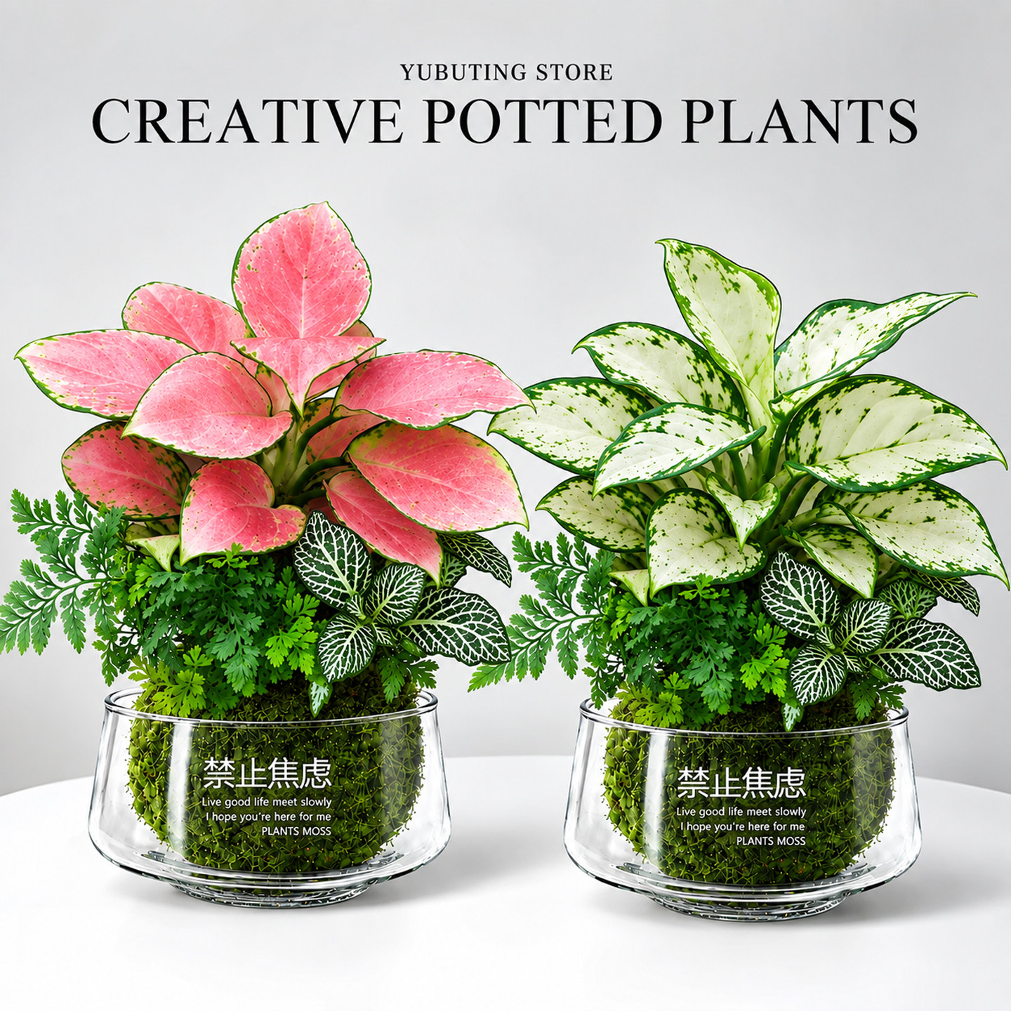 吉利红苔藓球盆栽桌面植物花卉水培苔玉植物办公室内盆景四季好养