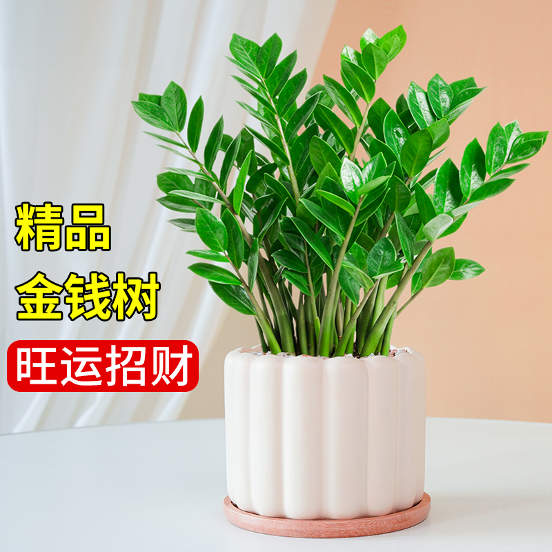 金钱树盆栽办公室绿植大棵好养