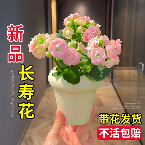 长寿花重瓣大花花苗盆栽花卉绿植客厅室内四季办公室桌面旺宅植物