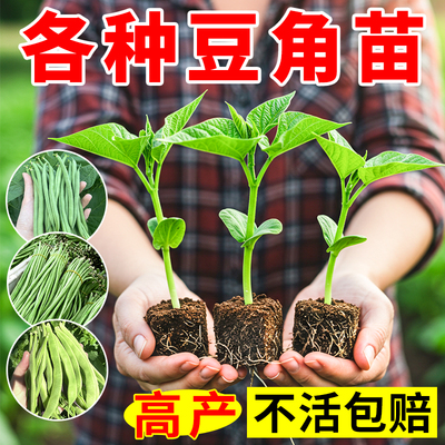 四季豆角苗带土易种成活
