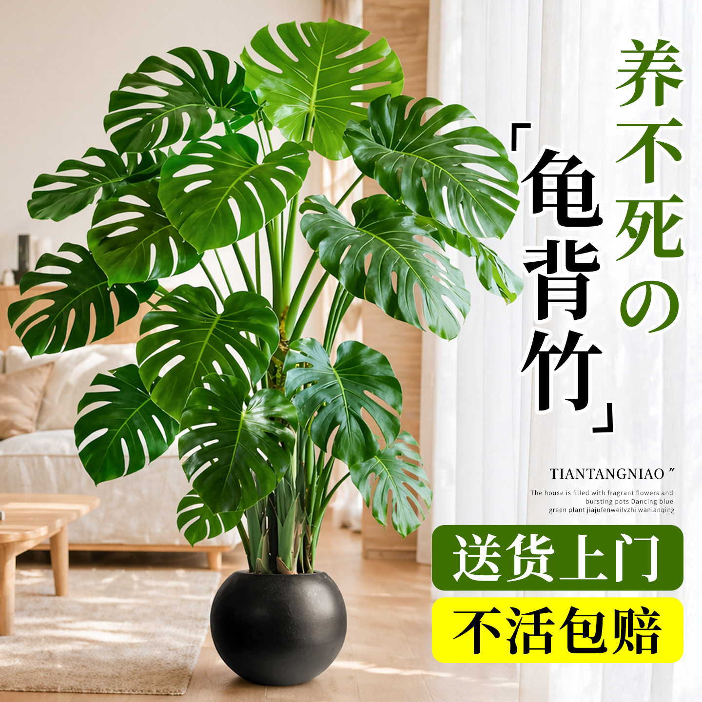 龟背竹开背大叶老桩大盆栽客厅高级感落地绿植高端大气上档次盆景