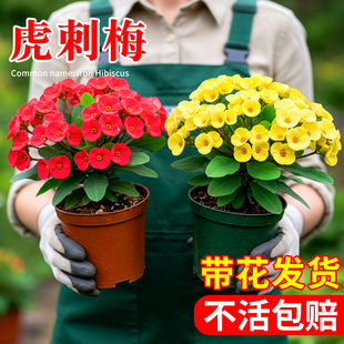 虎刺梅大花盆栽铁海棠大叶老桩办公室内桌面客厅绿植新手花卉鲜花