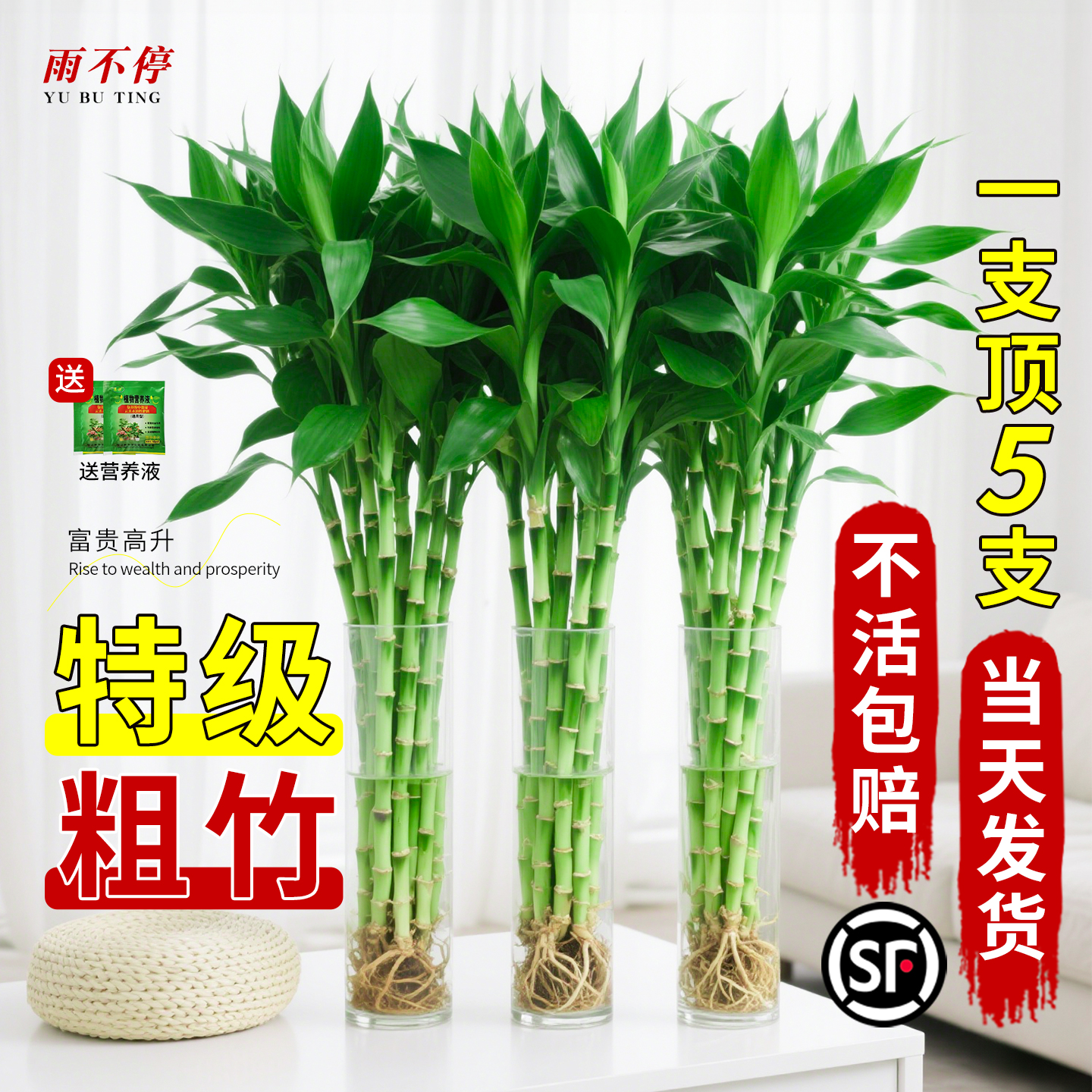 富贵竹水培植物绿植室内盆栽客厅招财粗杆带根水养节节高特级竹子