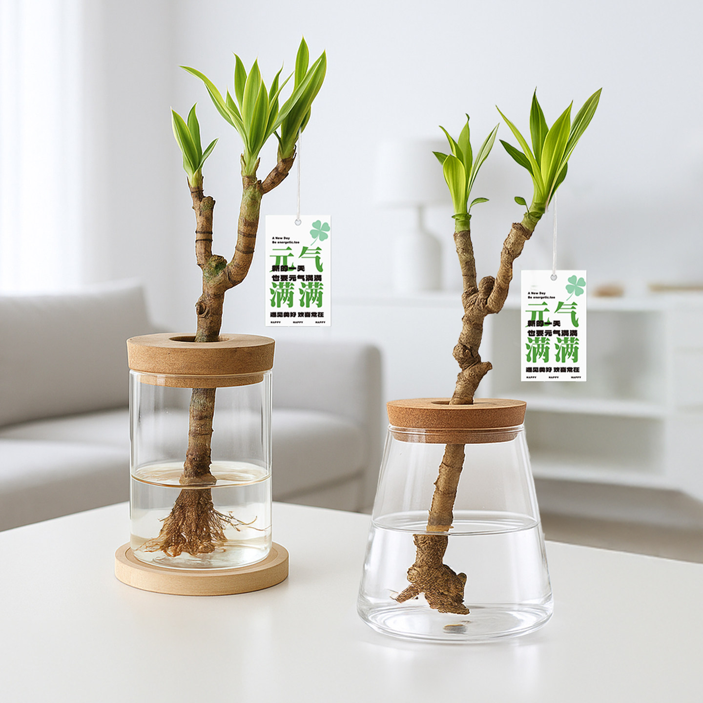 美人桩巴西铁水培水养办公室内好养绿植盆栽四季常青客厅桌面植物