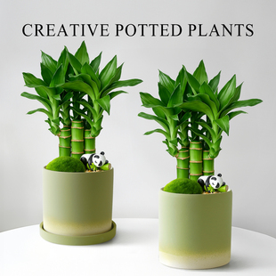 富贵竹小盆栽办公室桌面小绿植室内盆栽植物节节高文昌竹四季好养