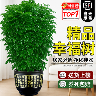 幸福树大型绿植客厅大盆栽室内平安树老桩吸绿宝甲醛丛生树苗禄宝