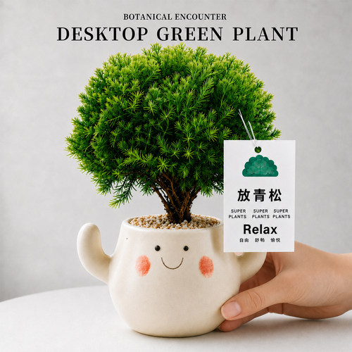 放青松绿植雾凇盆栽工位桌面绿植