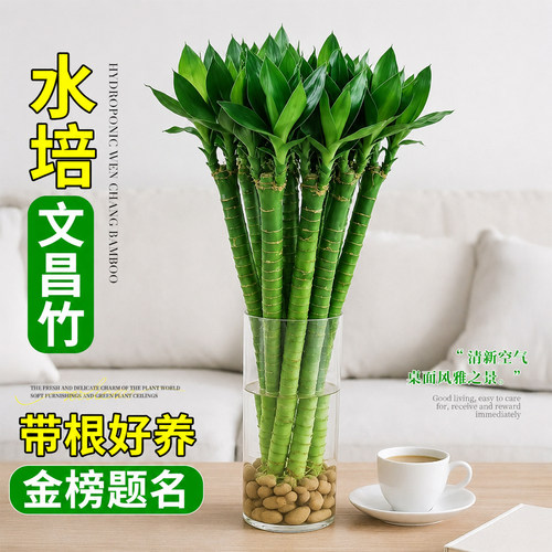 水养文昌竹4支金榜题名带根富贵竹水培植物客厅室内竹子绿植盆栽