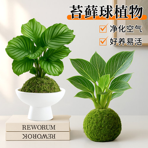 青苹果竹芋鸭脚木铂金钻水培植物桌面绿植摆件室内小盆栽四季好养