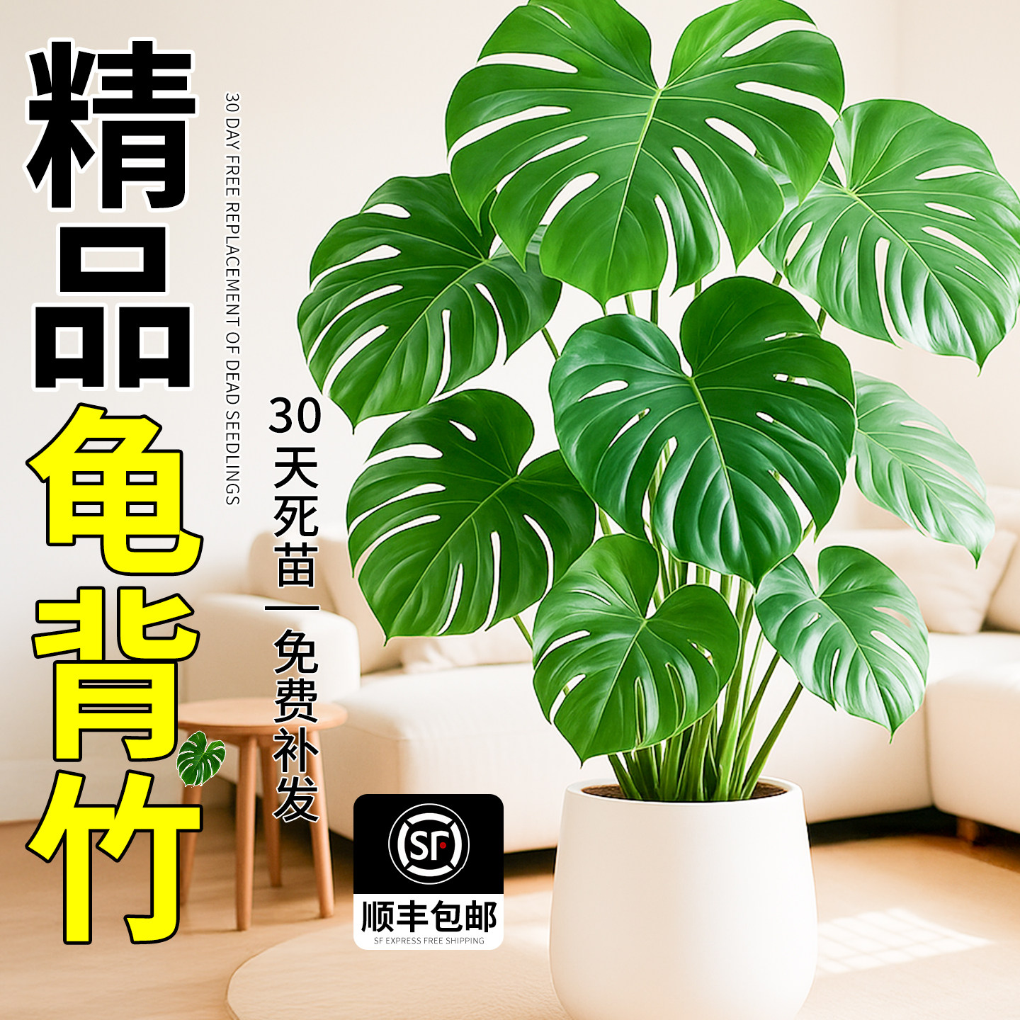 大叶龟背竹大型绿植开背客厅办公室内植物落地好养老桩盆栽大盆景图片