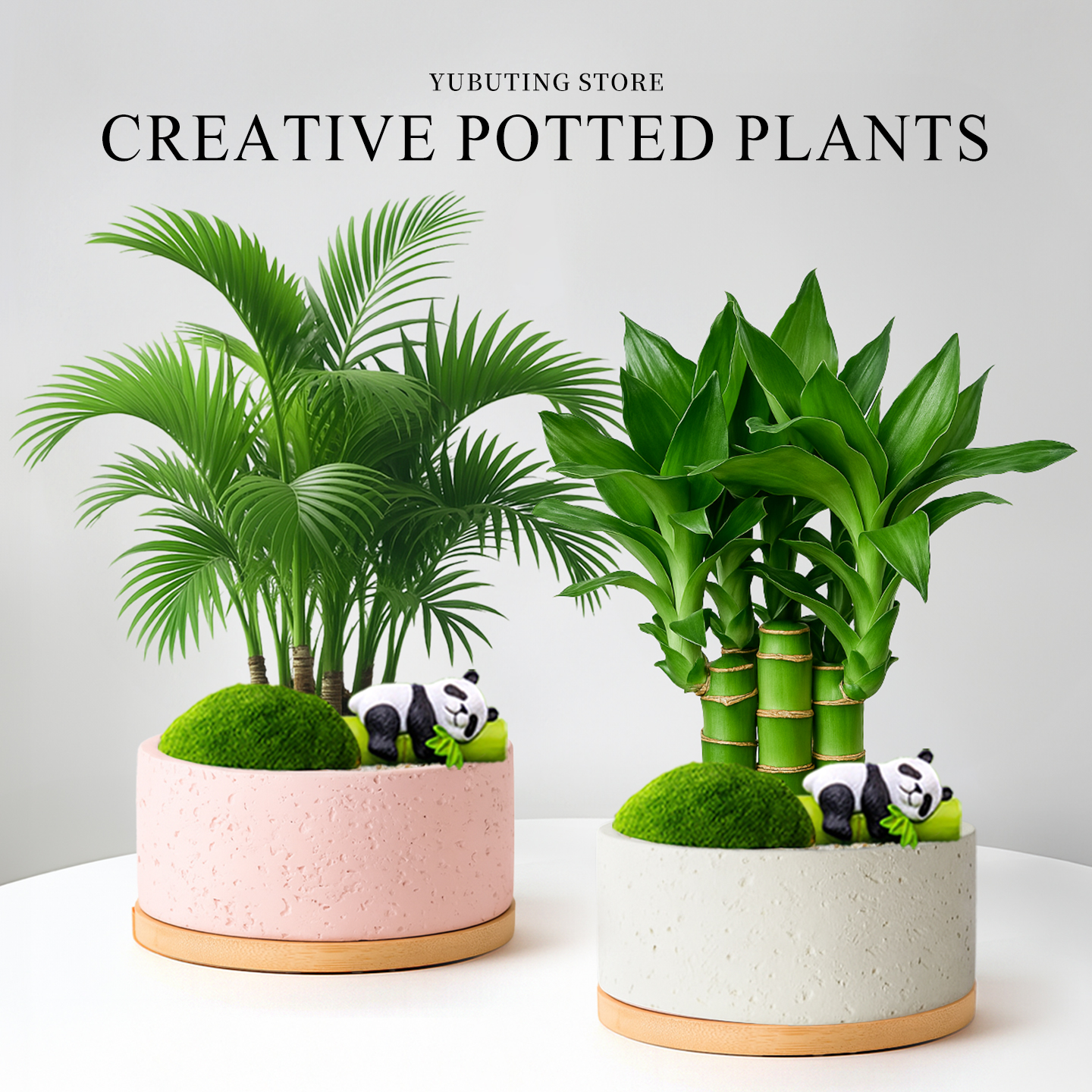 文昌竹富贵竹盆栽办公室桌面绿植