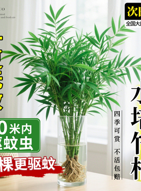 水培竹柏驱蚊植物绿植室内盆栽水养竹子大颗老桩办公桌面四季好养
