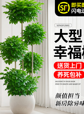 大型多层幸福树客厅大树形盆栽绿植室内植物花卉老桩高级感真盆景