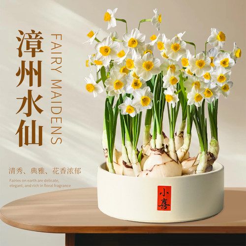 漳州水仙花盆栽带花苞种球水养水培植物年宵花办公室桌面绿植花卉