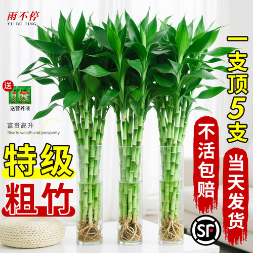 富贵竹水培植物绿植室内盆栽客厅招财粗杆带根水养节节高特级竹子